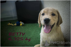 Foto №4. Ich werde verkaufen labrador retriever in der Stadt Boot. züchter - preis - 700€