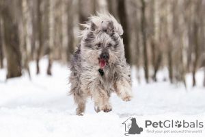 Zusätzliche Fotos: Ein wunderschöner Hund in guten Händen.