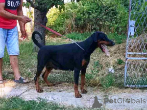 Foto №3. Dobermann-Wurf. Serbien