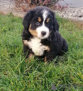 Foto №1. berner sennenhund - zum Verkauf in der Stadt Leżajsk | 1100€ | Ankündigung № 78045