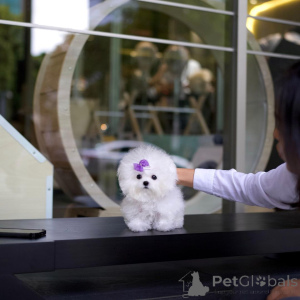 Foto №3. Spielzeug Bichon Frise Welpen. Großbritannien