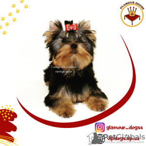 Foto №1. yorkshire terrier - zum Verkauf in der Stadt Kiew | 2000€ | Ankündigung № 10168