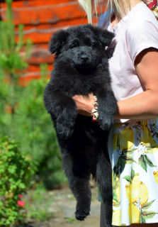 Foto №3. Deutscher Schäferhund Welpen langhaarig, schwarz und shabrack, 33 Tage alt, FCI. Ukraine