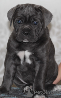 Foto №2 zu Ankündigung № 34512 zu verkaufen cane corso italiano - einkaufen Russische Föderation quotient 	ankündigung