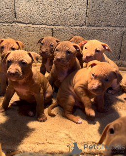 Foto №4. Ich werde verkaufen american pit bull terrier in der Stadt Bijeljina. züchter - preis - 1000€