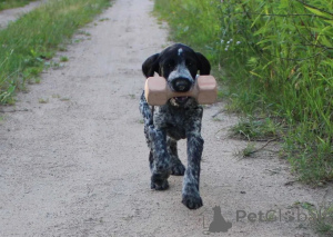 Foto №1. deutsch drahthaar - zum Verkauf in der Stadt Warschau | 1200€ | Ankündigung № 146397