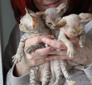 Foto №1. devon rex - zum Verkauf in der Stadt Stockholm | verhandelt | Ankündigung № 171384