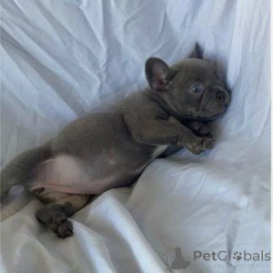 Foto №1.  - zum Verkauf in der Stadt Kharkov | Frei | Ankündigung № 163568