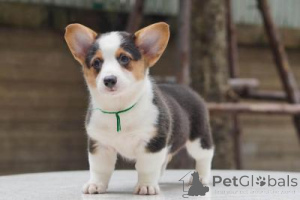 Foto №2 zu Ankündigung № 169002 zu verkaufen welsh corgi - einkaufen Deutschland 