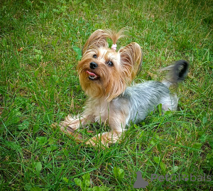 Foto №2 zu Ankündigung № 105750 zu verkaufen yorkshire terrier - einkaufen Polen quotient 	ankündigung