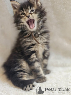 Foto №1. maine-coon-katze - zum Verkauf in der Stadt Braunschweig | Frei | Ankündigung № 145309