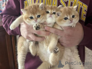 Foto №1.  - zum Verkauf in der Stadt Zastávka | Frei | Ankündigung № 135326