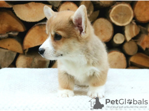 Foto №4. Ich werde verkaufen welsh corgi in der Stadt Амстердам. quotient 	ankündigung - preis - verhandelt