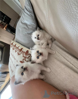 Foto №1. birma-katze - zum Verkauf in der Stadt GRÄFELFING | 350€ | Ankündigung № 154589