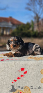 Foto №3. Langhaardackel. Serbien