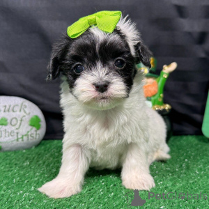 Foto №3. Ich bin von Maltipoo begeistert. Rumänien