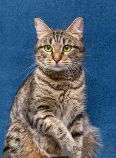 Foto №3. Baby Musya sucht ein Zuhause und ein liebevolles Herz. Russische Föderation