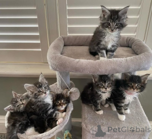 Foto №1. maine-coon-katze - zum Verkauf in der Stadt Euskirchen | 350€ | Ankündigung № 172322