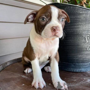 Foto №1. boston terrier - zum Verkauf in der Stadt Deventer | verhandelt | Ankündigung № 165208