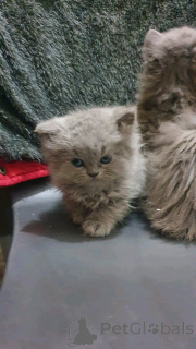 Foto №1. britisch kurzhaar - zum Verkauf in der Stadt Berlin | verhandelt | Ankündigung № 136631