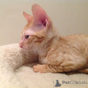 Foto №2 zu Ankündigung № 173219 zu verkaufen cornish rex - einkaufen Bulgarien quotient 	ankündigung, züchter