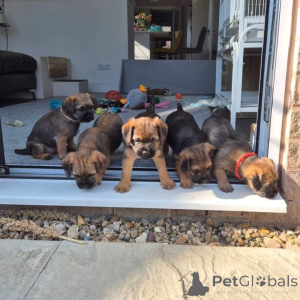 Foto №3. Liebevolle Border Terrier-Welpen zu verkaufen. Business WhatsApp 4915781334108. Litauen