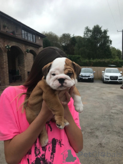 Foto №3. 2 gesunde englische Bulldoggenwelpen zu verkaufen. Großbritannien