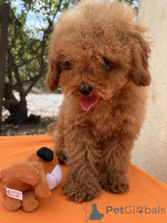 Foto №3. Toy Pudel Girl. Ukraine