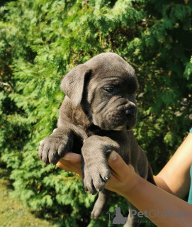 Foto №2 zu Ankündigung № 119974 zu verkaufen cane corso italiano - einkaufen Serbien 