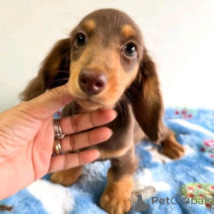 Foto №3. Die neuen Preise erscheinen im neuen Zuhause. Deutschland