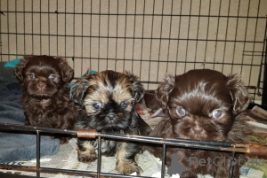 Foto №4. Ich werde verkaufen shih tzu in der Stadt Gottskär. quotient 	ankündigung, züchter - preis - 650€
