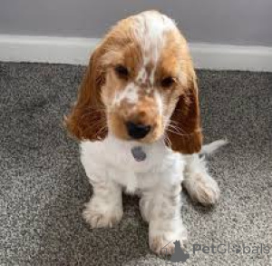 Foto №1. english cocker spaniel - zum Verkauf in der Stadt Helsinki | 700€ | Ankündigung № 169504