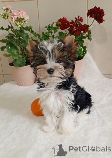 Foto №3. Бивер йорк, крносый парень. Türkei