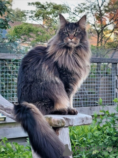 Foto №4. Ich werde verkaufen maine-coon-katze in der Stadt Fulda. quotient 	ankündigung - preis - 1063€