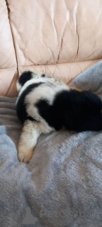 Foto №4. Ich werde verkaufen neufundländer in der Stadt Cuijk. quotient 	ankündigung - preis - 380€