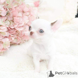 Foto №3. Adorablepuppies auf der Suche nach einem neuen Zuhause. Schreiben Sie mir eine. Israel