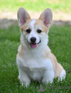 Foto №2 zu Ankündigung № 139183 zu verkaufen welsh corgi - einkaufen Serbien 
