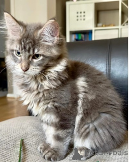 Foto №2 zu Ankündigung № 160421 zu verkaufen maine-coon-katze - einkaufen Norwegen züchter