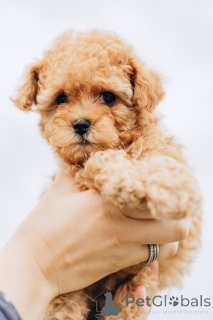 Foto №2 zu Ankündigung № 155525 zu verkaufen pudel (royal) - einkaufen Deutschland aus dem tierheim