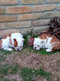 Zusätzliche Fotos: Englische Bulldogge