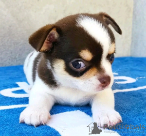 Foto №3. Toilette ausgebildet Chihuahua. Estland