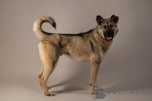 Foto №2 zu Ankündigung № 146686 zu verkaufen mischlingshund - einkaufen Russische Föderation quotient 	ankündigung