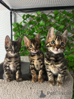 Foto №1. bengal katzenrasse - zum Verkauf in der Stadt Usster | 750€ | Ankündigung № 152629