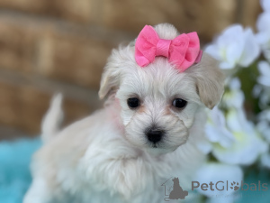 Foto №1. maltipu - zum Verkauf in der Stadt Salzburg | 900€ | Ankündigung № 149582