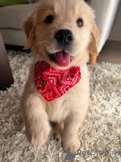 Foto №1. golden retriever - zum Verkauf in der Stadt München | verhandelt | Ankündigung № 158757