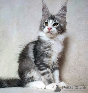 Foto №4. Ich werde verkaufen maine-coon-katze in der Stadt West Palm Beach. quotient 	ankündigung - preis - 379€