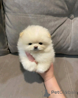 Foto №2 zu Ankündigung № 138773 zu verkaufen pommersche spitz - einkaufen USA züchter