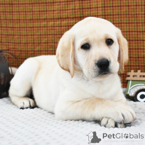 Foto №2 zu Ankündigung № 156359 zu verkaufen labrador retriever - einkaufen Großbritannien quotient 	ankündigung, züchter