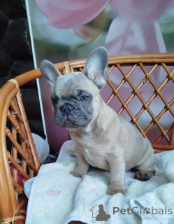 Foto №4. Ich werde verkaufen französische bulldogge in der Stadt Minsk. quotient 	ankündigung - preis - 500€