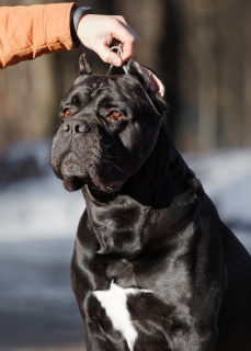 Foto №2. Paarung Service cane corso italiano. Preis - verhandelt